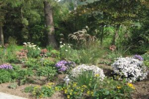 Pflanzen im Garten wie Reiherschnabel und Funkien